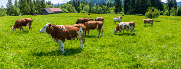 istock Herd of cows on a pasture in Bavaria 1497371334