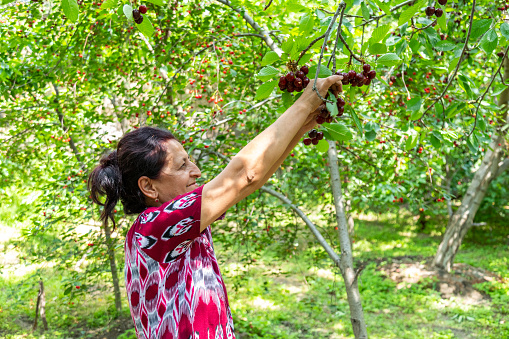 Uzbek woman in national dress harvesting ripe cherries in the garden