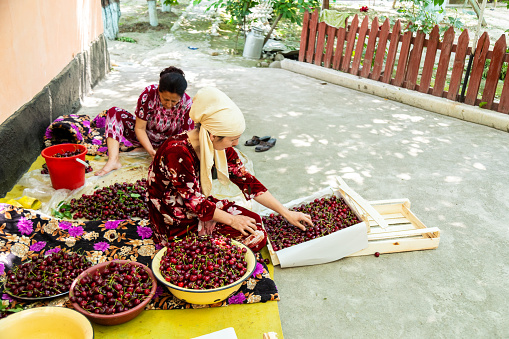 Sitting women sorting harvested cherries into the bucket and wooden box. Choosing the best ones for export