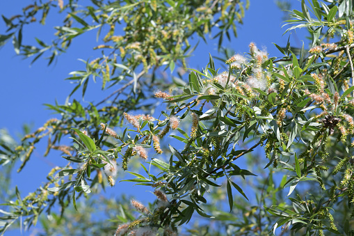 Flowering shrub horse chestnut (Aesculus parviflora), Strauch-Rosskastanie