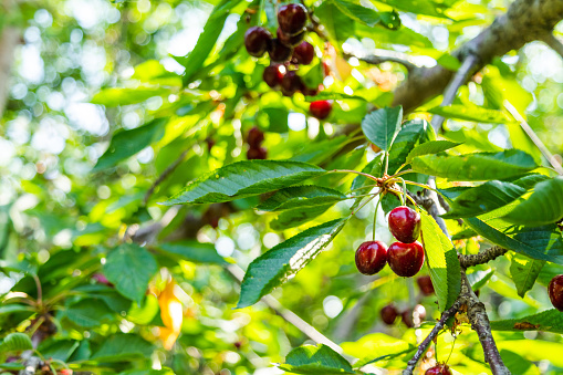 Closeup of ripe cherries hanging from a cherry tree branch