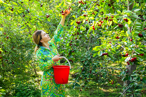 Woman in colorful dress harvesting ripe cherries into the bucket in the garden