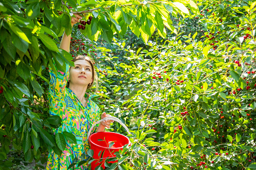 Woman in colorful dress harvesting ripe cherries into the bucket in the garden