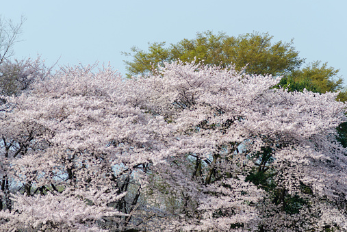 Cherry blossoms are in full bloom in Tokyo