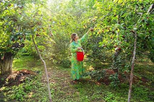 Woman in colorful dress harvesting ripe cherries into the bucket in the garden