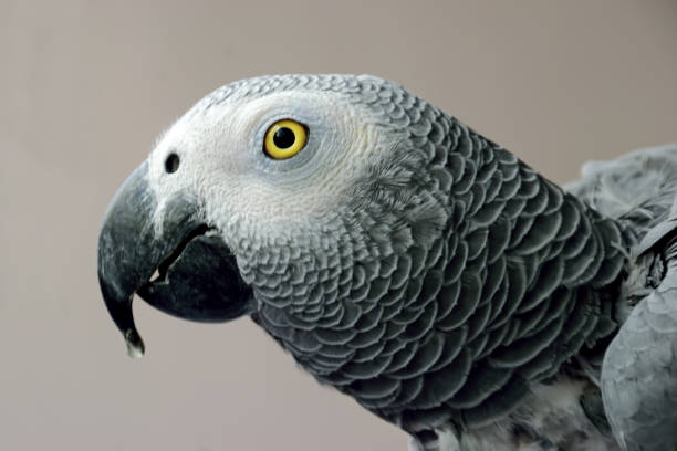 istock Closeup of African Grey Parrot (Psittacus erithacus), sub-specis Congo Grey with a water drop on its beak isolated against a plain background. 1497374385