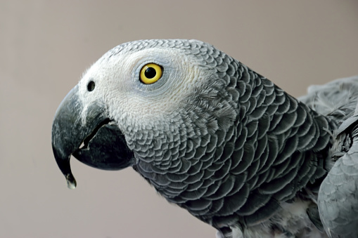 Closeup of African Grey Parrot (Psittacus erithacus), sub-specis Congo Grey with a water drop on its beak isolated against a plain background. They are known to be great human voice and speech imitators.