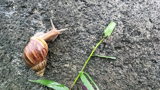 Snails or slug that are walking along the dirty walls