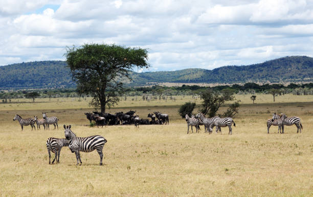 istock Wildbeest and zebras in savannah 1497379841