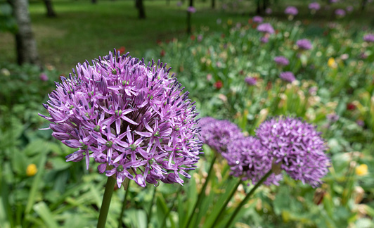 bright beautiful and fluffy flowers of a allium in a summer morning field