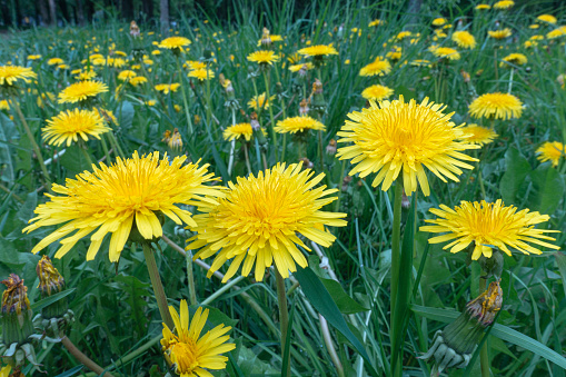 Beautiful dandelions and their flowers close-up on the lawn in the park
