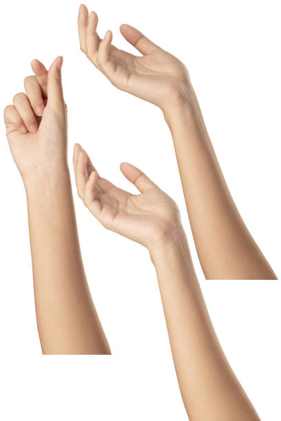 istock Set of female hand gestures on white 1497380985