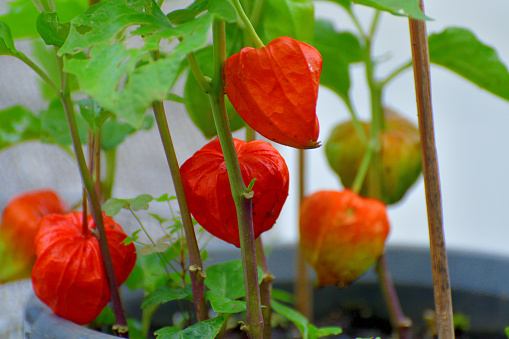 Chinese lantern, also known as Japanese lantern, Alkekengi officinarum, Bladder cherry, Ground cherry or Winter cherry, is a species of flowering plant in the nightshade family Solanaceae. It is  a perennial ornamental plant, with bright orange to red papery covering over its fruits, which resembles paper lantern.