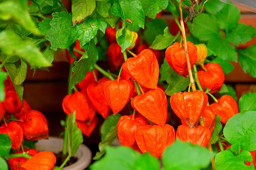 Chinese lantern, also known as Japanese lantern, Alkekengi officinarum, Bladder cherry, Ground cherry or Winter cherry, is a species of flowering plant in the nightshade family Solanaceae. It is  a perennial ornamental plant, with bright orange to red papery covering over its fruits, which resembles paper lantern.