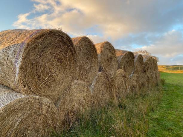istock Hay bales in a field at sunrise 1497384905