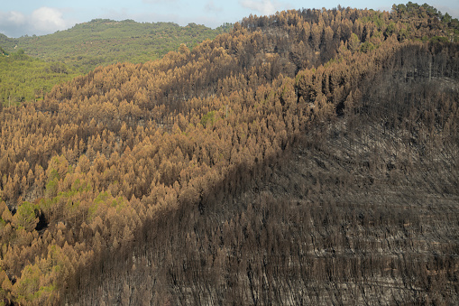 Burnt mountain forest after the wild fire - Limit Edge where the fire stop spreading