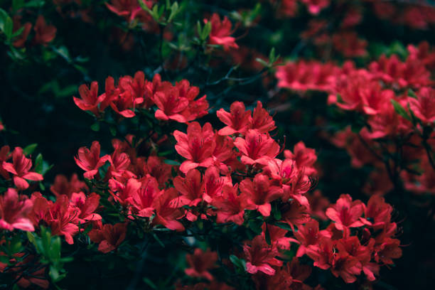 istock Beautiful red azaleas in bloom. 1497386812