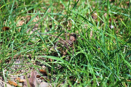Wolf Spider camouflaged along the leafs in the grass
