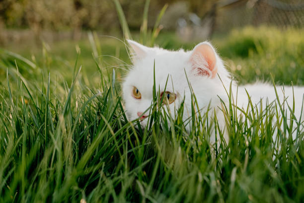 istock White hidden in grass fluffy cat, green lawn background. Predator on the hunt 1497390798