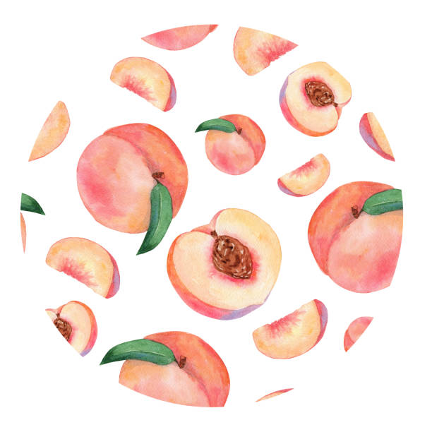 흰색에 분리 된 수채화 복숭아 조성물. 손으로 그린 과일 그림 - peach fruit portion orange stock illustrations