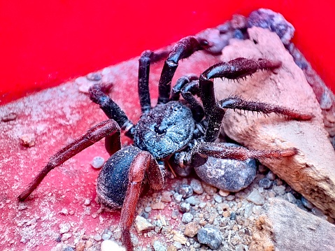 Closeup view and selective focus of a Trapdoor spider