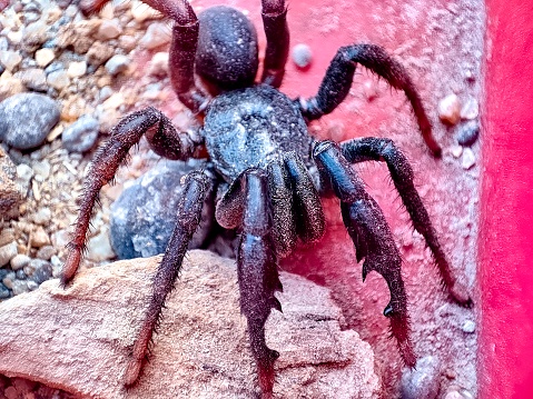 Closeup view and selective focus of a Trapdoor spider