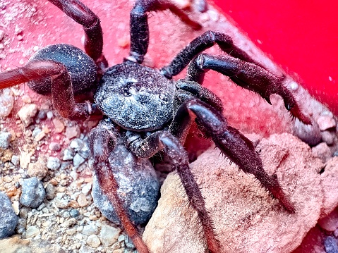 Closeup view and selective focus of a Trapdoor spider