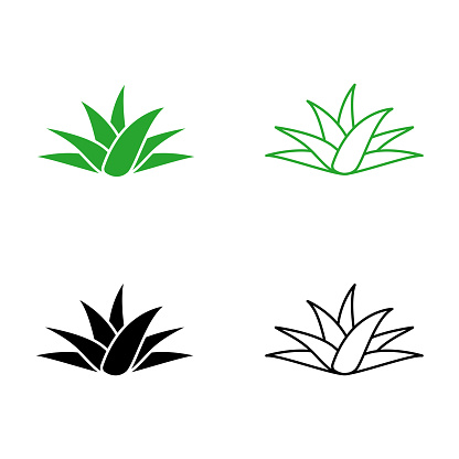 Aloe vera plant icon set in bold and line art. Vector graphic design.