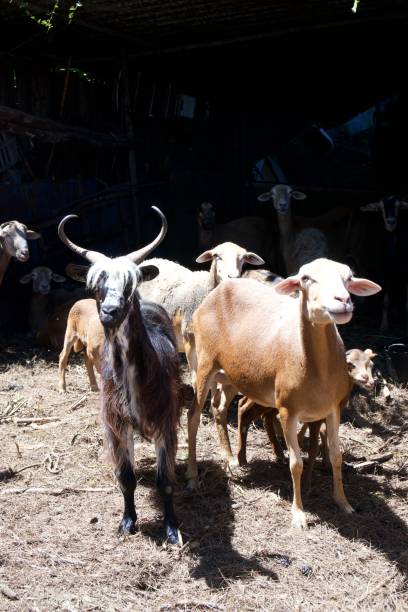 istock Group of goats in a farm 1497393563