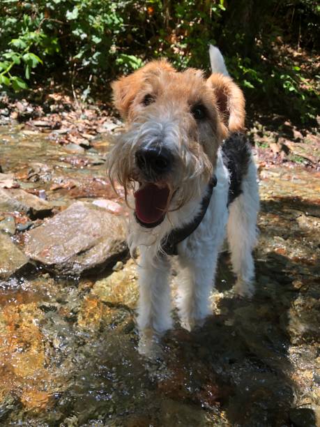 istock A dog refreshes itself in a small stream in summer 1497393832