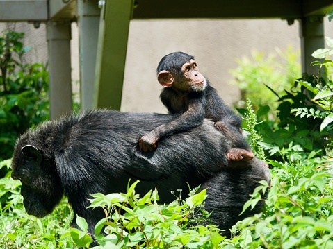 Closeup of baby chimpanzee riding on mother’s back in field of grass.