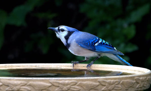 istock Blue Jay perched on the rim of a birdbath. 1497396537