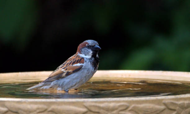 istock House Sparrow standing in a birdbath. 1497396569