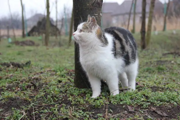 On an early spring day, when the grass is just beginning to turn green, Tom the cat went for a walk outside.