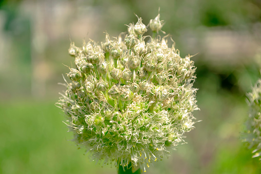 Bow arrow. green onion flower. Onion inflorescence close-up. A large onion inflorescence in the garden.