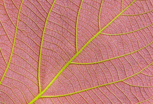 istock Close up of colorful ventral side of young Moonlight tree leaf texture background 1497398849