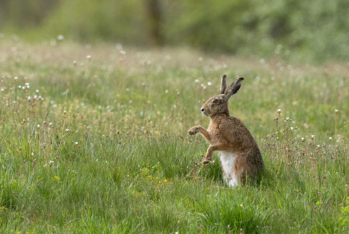 European hare (Lepus europaeus) shaking his paws in a meadow.