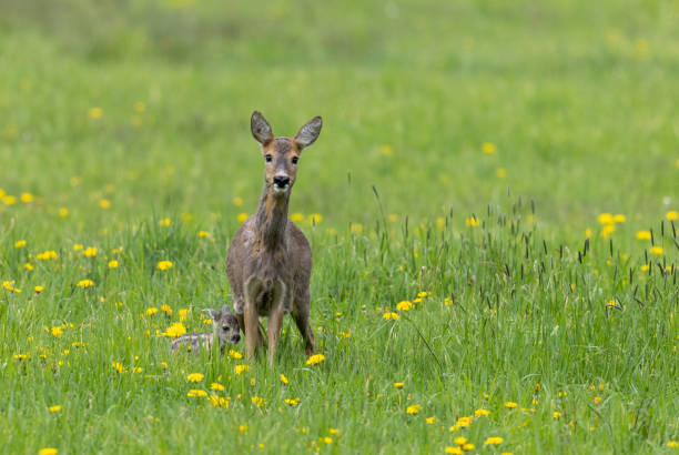 A young deer resting in the forest on the grass.