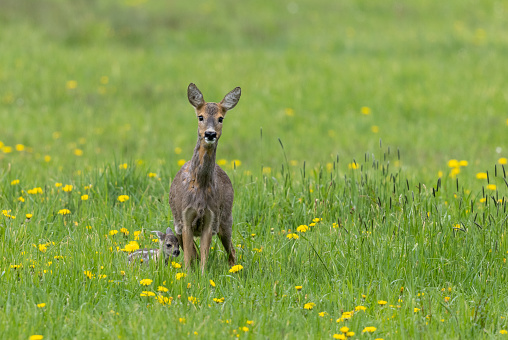 A fawn in the wild
