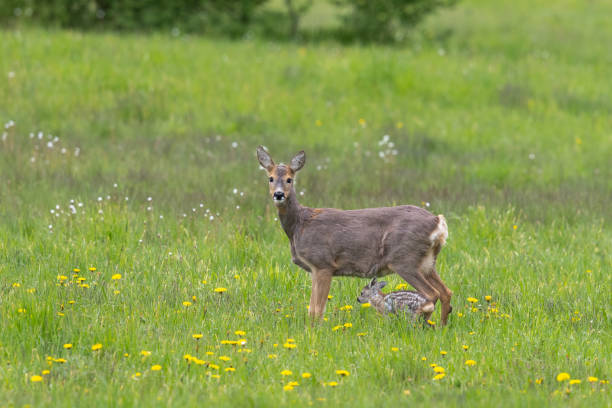 Female roe deer (Capreolus capreolus) with fawn