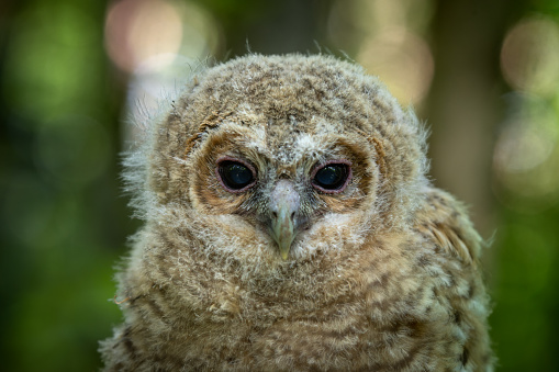 Portrait of a tawny owl (Strix aluco) chick