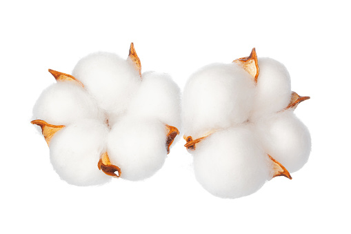 Cotton flowers on white background