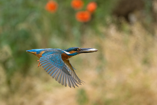 Flying male common kingfisher (Alcedo atthis) with a small fish