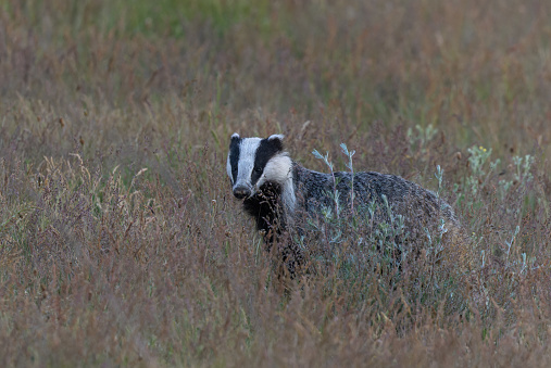 European badger (Meles meles) appears in the evening on a meadow.