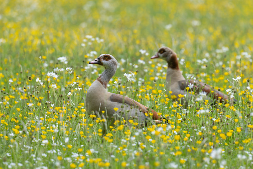 Two egyptian gooses (Alopochen aegyptiaca) walking in a flowering meadow.