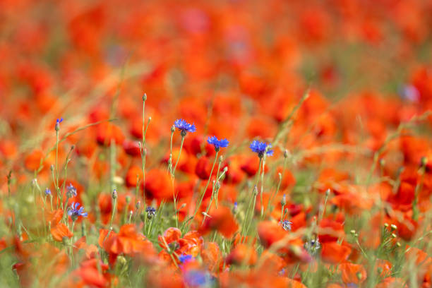 Flowering cornflowers in flowering poppy flower field