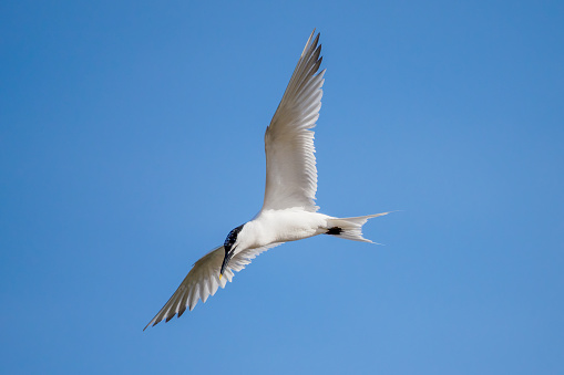Sandwich Tern (Sterna sandvicensis) in flight at the Scottish coast