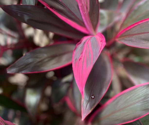 close-up of red leaves of plants ti hawaii in tropical nature close-up of red leaves of plants ti hawaii (hanjuang) in tropical nature cordyline fruticosa stock pictures, royalty-free photos & images