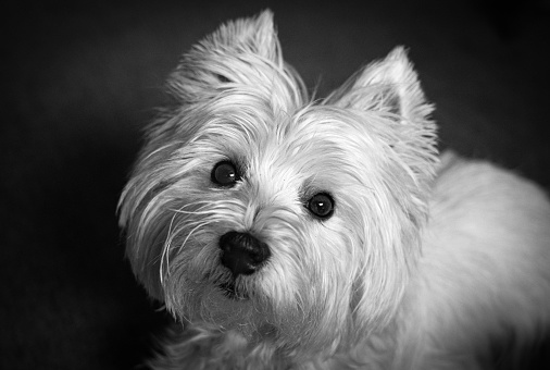A close-up black and white photograph of a West Highland White Terrier
