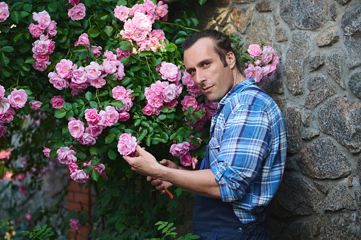 Attractive Hispanic macho, gardener in work uniform, smiling at camera, standing near flowering bush of roses, cutting flowers, tending plants, maintaining the landscape of the courtyard of a mansion